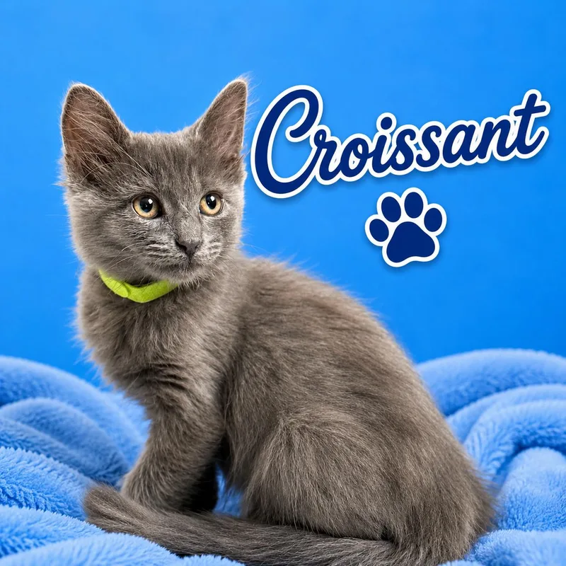 Croissant thumbnail 3