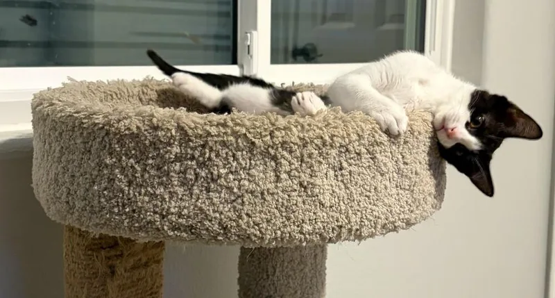 A baby small-sized female Black & White / Tuxedo Domestic Short Hair cat named Mississippi for adoption in Sedalia, CO