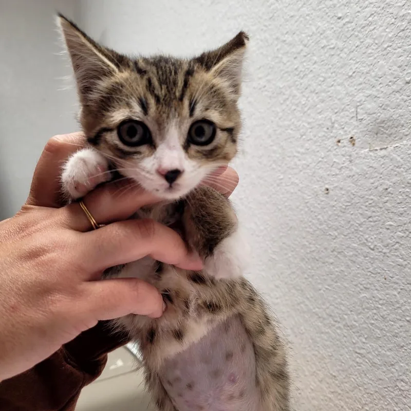 A baby small-sized female Domestic Short Hair cat named Brownie for adoption in Allyn, WA