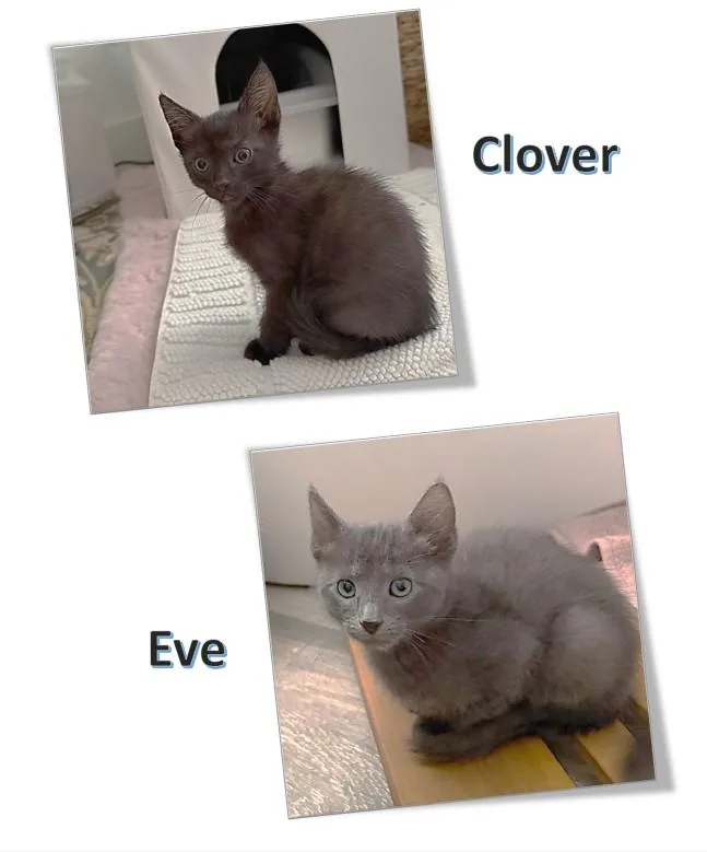 Clover & Eve