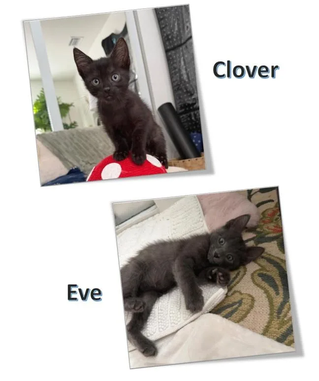 Clover & Eve thumbnail 2