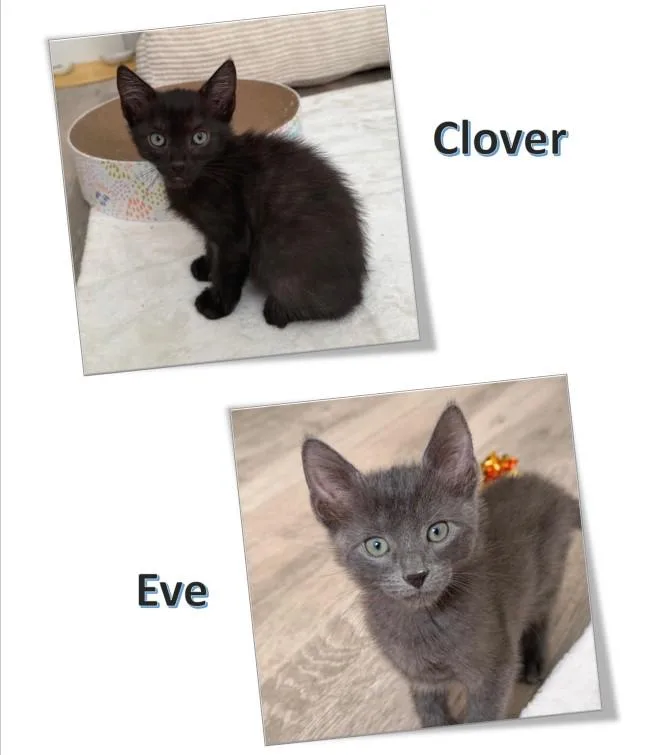 Clover & Eve thumbnail 3