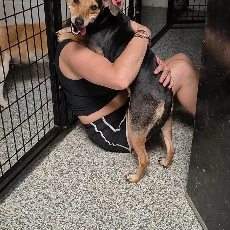 A young small-sized female Hound dog named Glory for adoption in Clay City, KY