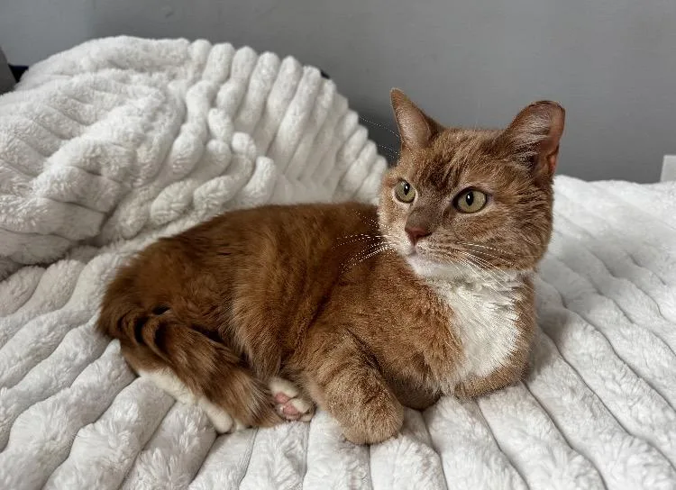 An adult medium-sized male Domestic Short Hair cat named Buttercup for adoption in Christiansburg, VA