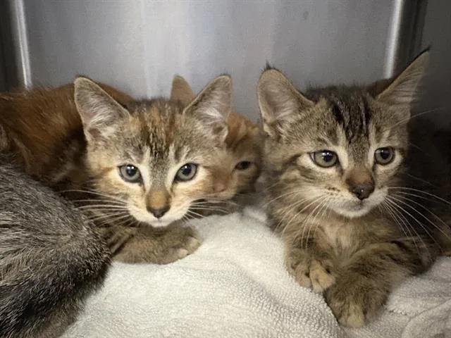 A baby small-sized male Domestic Short Hair cat named George for adoption in Santa Cruz, CA