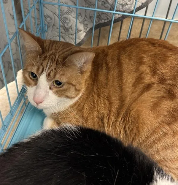 An adult large-sized male Domestic Short Hair cat named Ducky for adoption in San Diego, CA