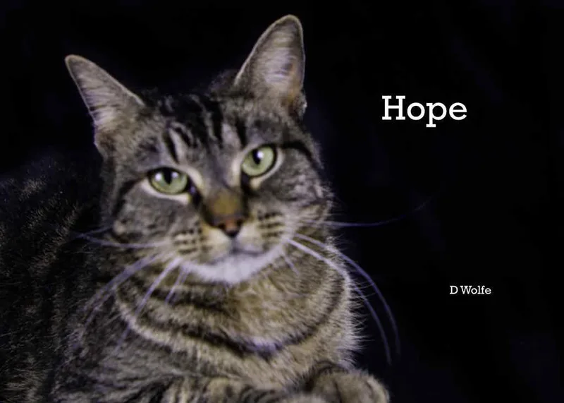 An adult medium-sized female Tabby (Gray / Blue / Silver) Tabby cat named Hope for adoption in York, NE