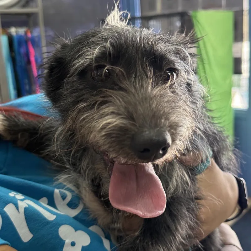 An adult small-sized male Black Terrier dog named SK  Chino Hills for adoption in Chino Hills, CA