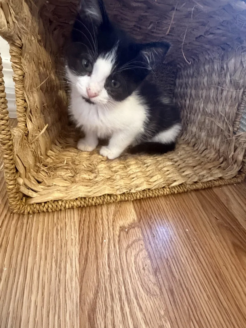 A baby medium-sized female Domestic Short Hair cat named Jg Litter Frenchie for adoption in Livonia, MI
