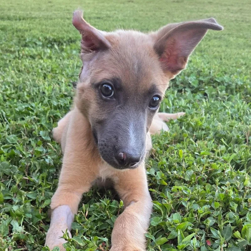 A baby medium-sized female Shepherd dog named Rosie for adoption in Albany, NY