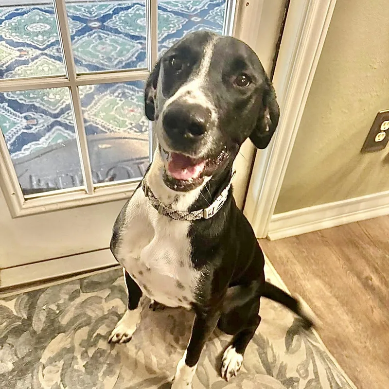 A young medium-sized male White / Cream Great Dane dog named Sid for adoption in Austin, TX
