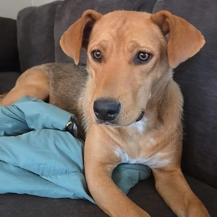 An adult small-sized female Yellow / Tan / Blond / Fawn Mixed Breed dog named Starbies for adoption in Buffalo, MN