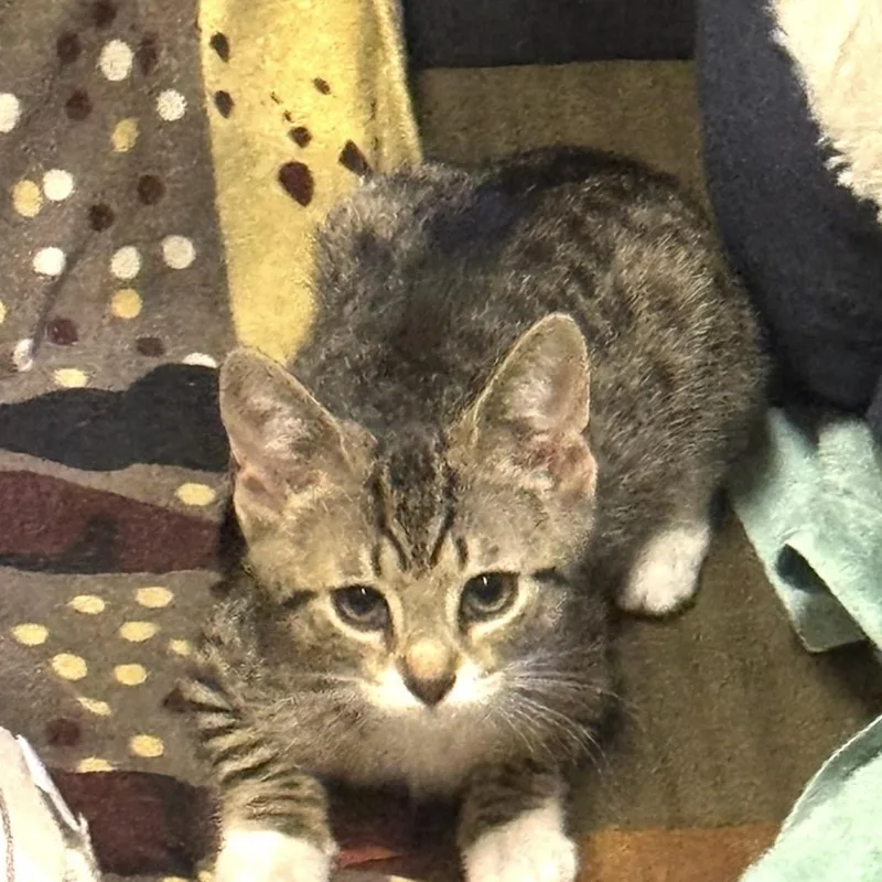 A baby medium-sized female Domestic Short Hair cat named Octavia & Nero for adoption in Clifton, NJ