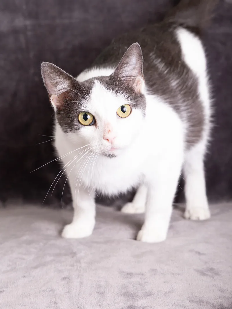 An adult large-sized female Gray & White Domestic Short Hair cat named Rylee for adoption in Blue Springs, MO