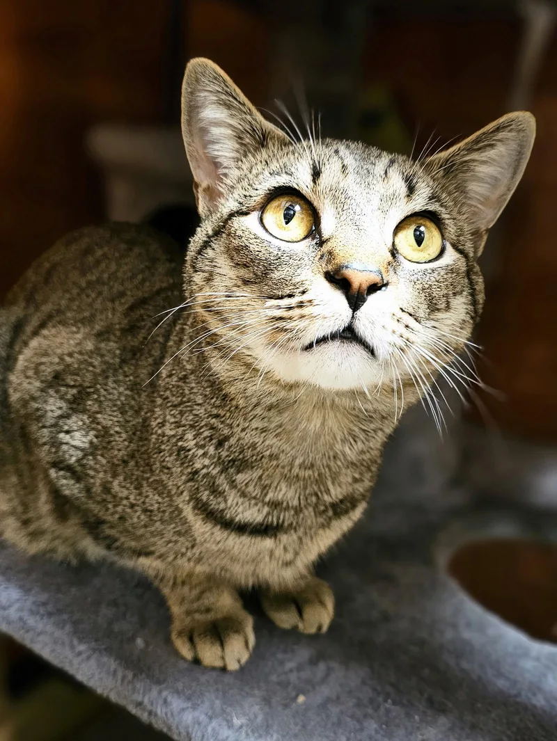 A young medium-sized male Domestic Short Hair cat named Lee for adoption in Herndon, VA