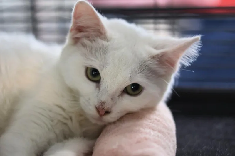 A baby medium-sized female Domestic Short Hair cat named Ghost for adoption in Hot Springs, AR