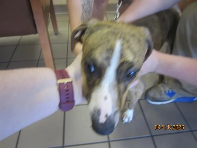 A young medium-sized male Pit Bull Terrier dog named Pookie for adoption in Ocala, FL