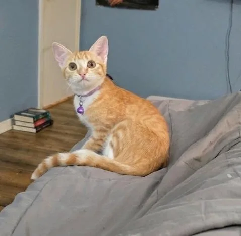 A young medium-sized female Tabby (Orange / Red) Domestic Short Hair cat named Mia for adoption in Albuquerque, NM