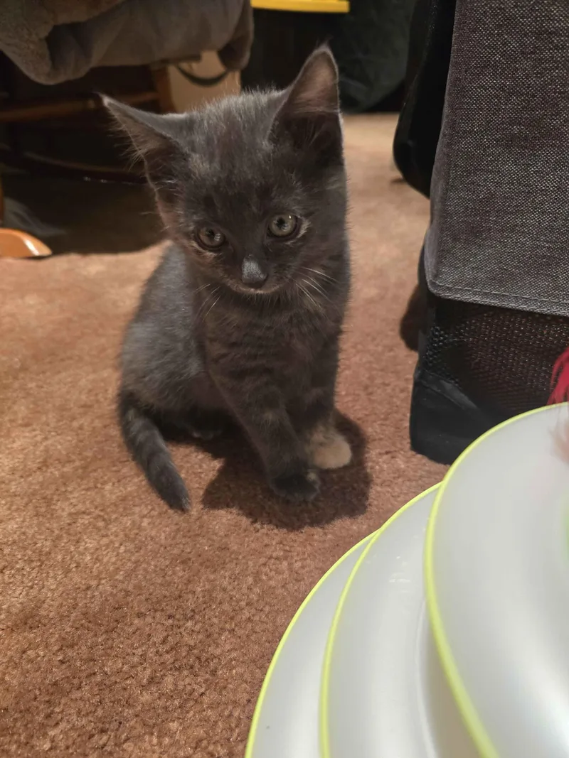 A baby small-sized female Dilute Tortoiseshell Domestic Short Hair cat named Thing for adoption in Fruit Heights, UT