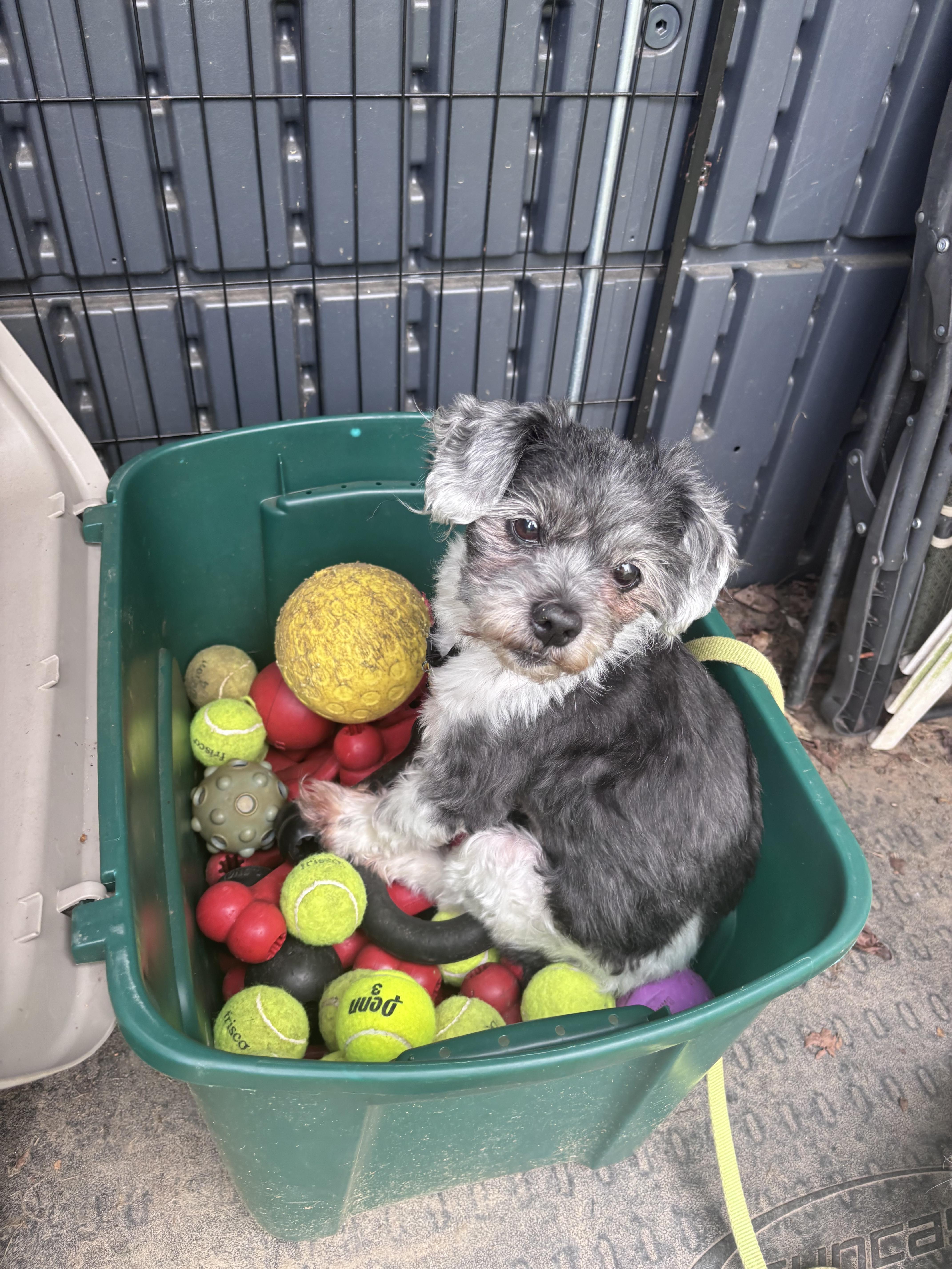 Puppy thumbnail 4