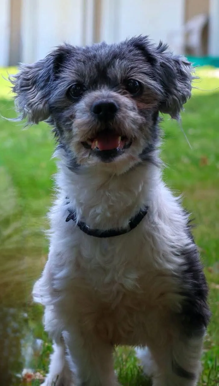 Puppy thumbnail 5