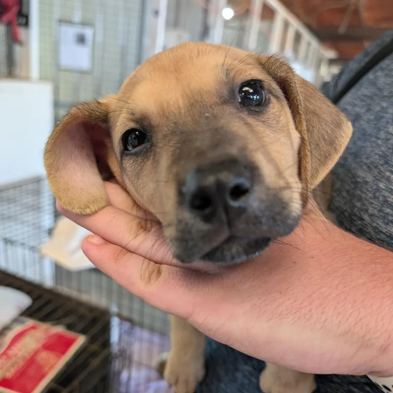A baby large-sized male Brown / Chocolate Mixed Breed dog named Fjord for adoption in Leander, TX