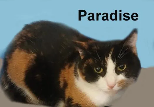 Paradise Dri.