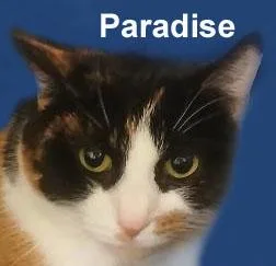 Paradise Dri. thumbnail 2