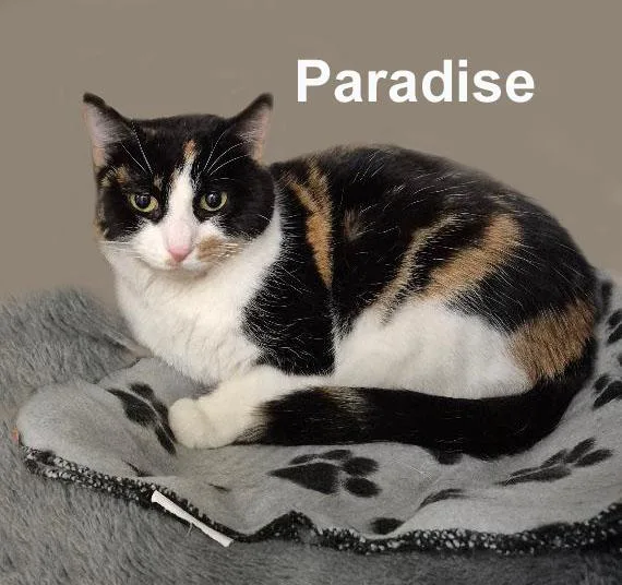 Paradise Dri. thumbnail 3