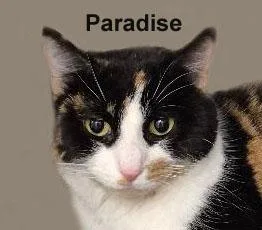 Paradise Dri. thumbnail 4