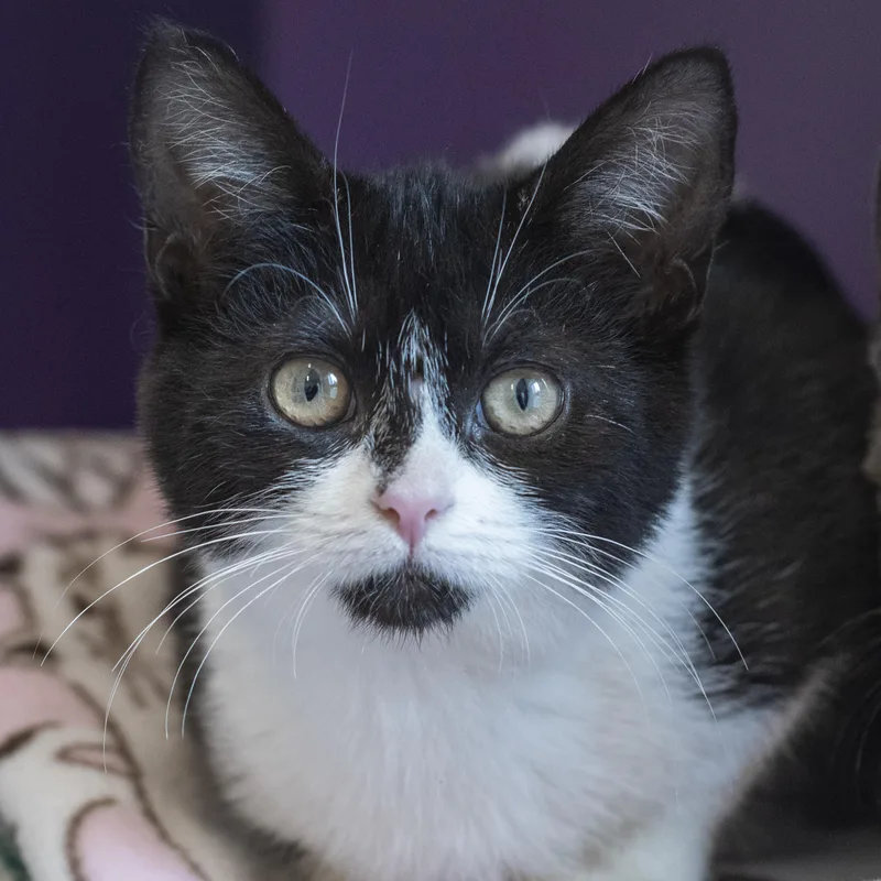 A baby medium-sized female Black Domestic Short Hair cat named Yippee for adoption in Pontiac, MI