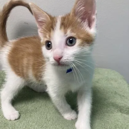 A baby small-sized male Domestic Short Hair cat named Rumble for adoption in Janesville, WI