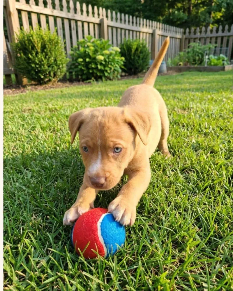 A baby medium-sized male Australian Cattle Dog / Blue Heeler dog named Harley for adoption in Barnhart, MO