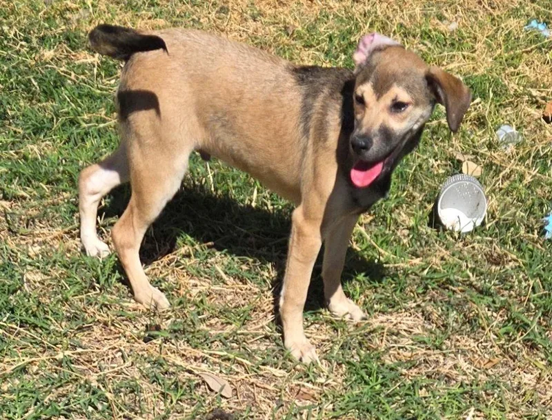 A young medium-sized male Labrador Retriever dog named Albert for adoption in San Antonio, TX