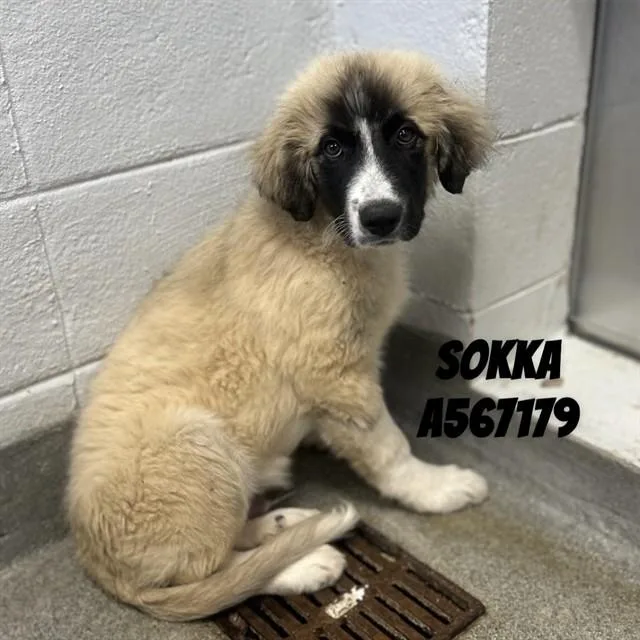 Sokka