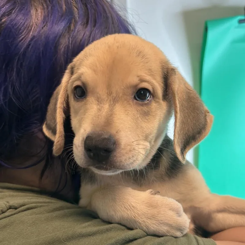 A baby small-sized female Black Hound dog named Pecan for adoption in San Antonio, TX