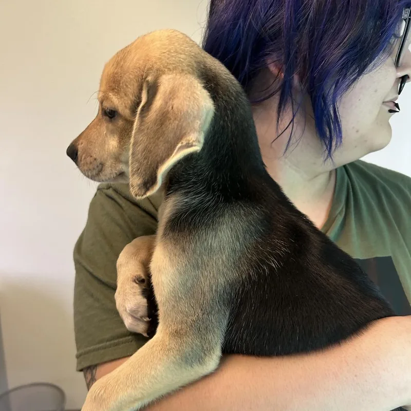 Pecan thumbnail 2