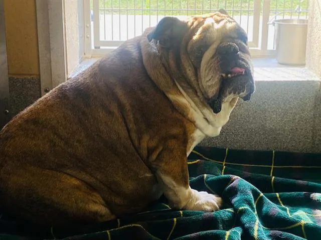 An adult large-sized female English Bulldog dog named Wigglytuff for adoption in Tustin, CA