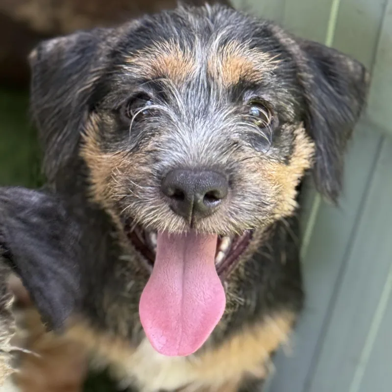 A baby medium-sized male Tricolor (Brown, Black, & White) Shih Tzu dog named Chucky for adoption in Proctorville, OH