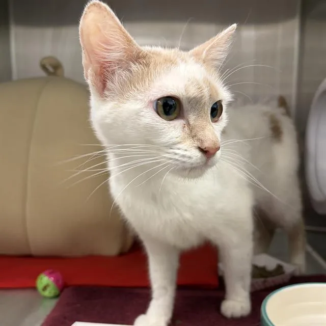 A young small-sized female Domestic Medium Hair cat named May for adoption in Centerville, MA