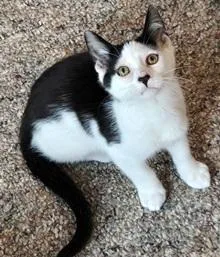 A baby small-sized male Gray & White Domestic Short Hair cat named Buddy for adoption in Lebanon, PA