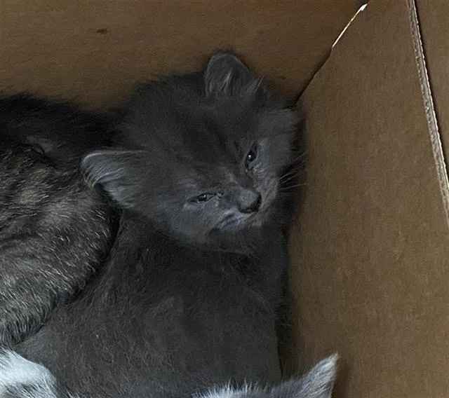 A baby medium-sized male Domestic Short Hair cat named Scar for adoption in Dallas, TX