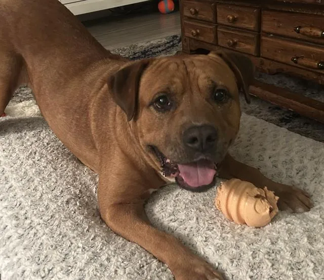 An adult large-sized male Pit Bull Terrier dog named Chili for adoption in Phoenix, AZ