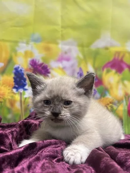 A baby small-sized male Siamese cat named Kieran for adoption in San Antonio, TX