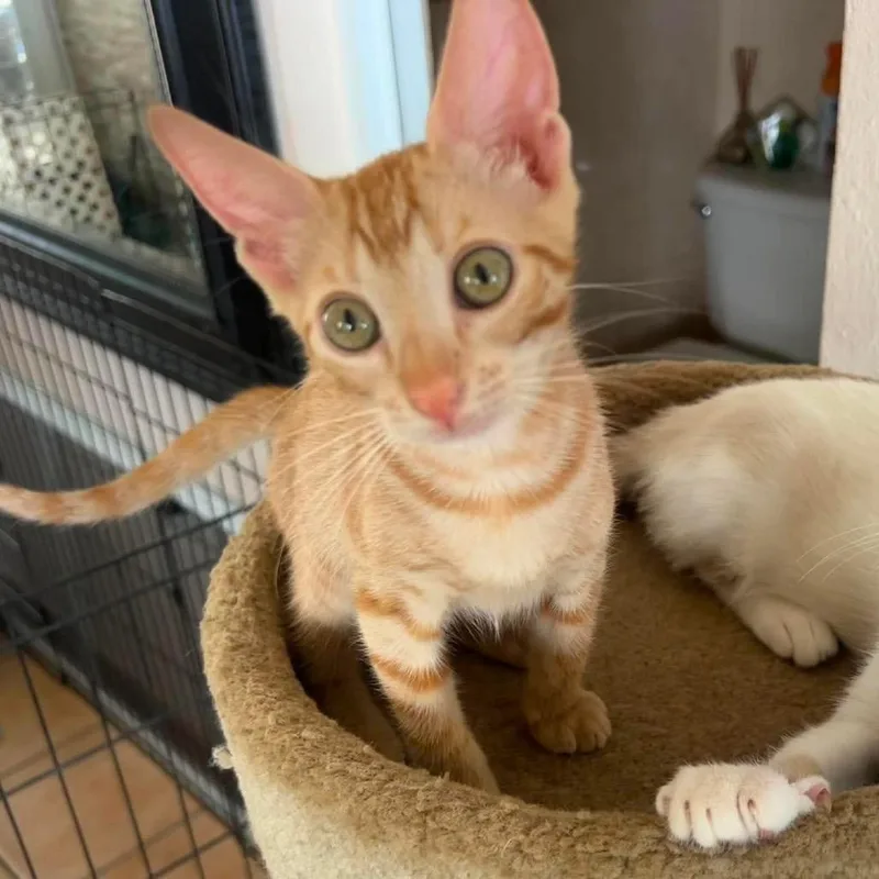 A baby small-sized female Orange / Red Domestic Short Hair cat named Cinnamon for adoption in Rio Grande, PR