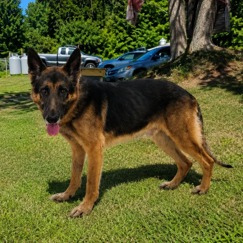 A senior large-sized male Black German Shepherd Dog dog named Jude for adoption in New Ringgold, PA