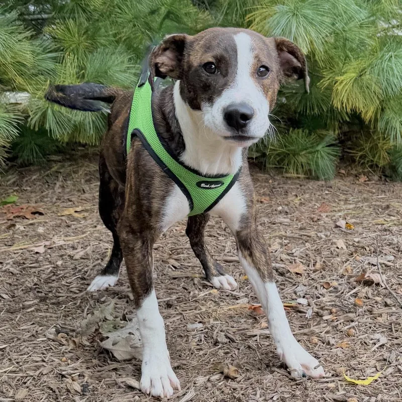 A young medium-sized male Brindle Plott Hound dog named Winnie for adoption in East Hampton, NY