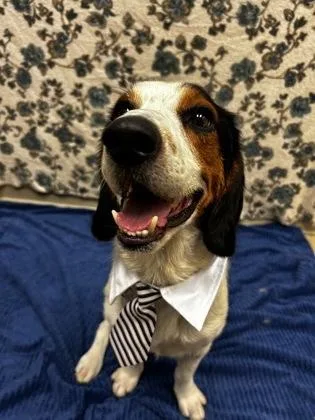 An adult medium-sized male Tricolor (Brown, Black, & White) Hound dog named Knoxville for adoption in Hamilton, OH