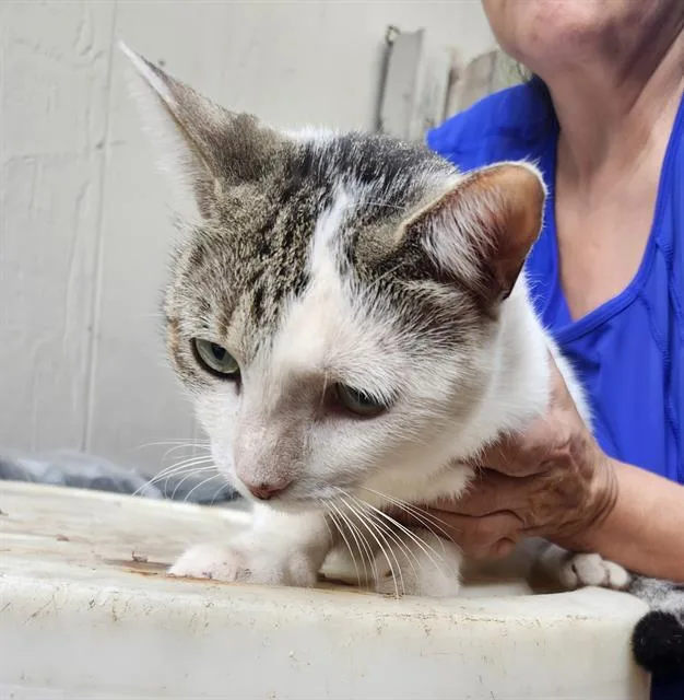A young medium-sized female Domestic Short Hair cat named Freya for adoption in San Antonio, TX