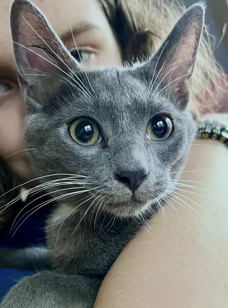 A baby medium-sized male Domestic Short Hair cat named Cornbread for adoption in Rixeyville, VA